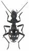 Termophilum duodecimguttatum