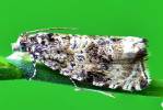 Syricoris lacunana - obaleč jahodníkový