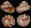 Rubritrochus pulcherrimus