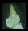 Cycloscala hyalina