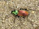 Agonum sexpunctatum - střevlíček šestitečný