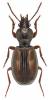 Miscodera arctica