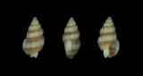 Cerithium alutaceum