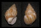 Tritia denticulata
