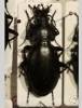 Carabus syrus