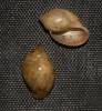 Physella acuta - levatka ostrá