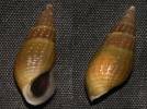 Tarebia granifera