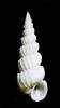 Epitonium babylonia - Tower Wentletrap