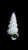 Narrimania azelotes