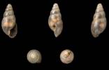 Allopeas recisa