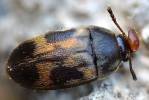 Litargus balteatus