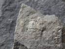 Lodenicia dentatula
