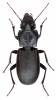 Percus corsicus