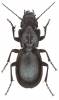 Percus grandicollis