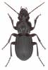 Percus lineatus