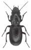 Percus plicatus