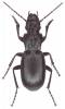 Percus reichei