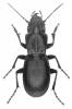 Percus strictus