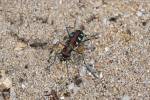 Cicindela aurulenta flavomaculata