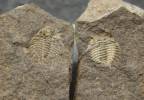 Bruthansovaspis roemeri