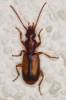 Polistichus connexus