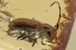 Pogonocherus minimus