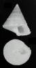 Calliostoma katsunakamai