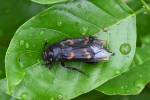 Diamesus osculans