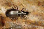 Agonum fuliginosum