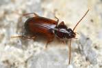 Trechus austriacus
