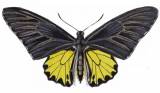 Troides helena cerberus