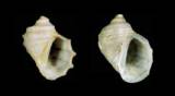 Fossarus ambiguus