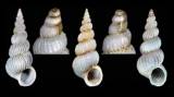 Epitonium pulchellum