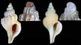 Trophonopsis barvicensis
