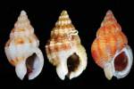 Tritia incrassata