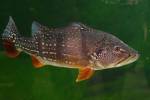Cichla temensis - cichlida žlutoskvrnná
