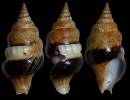 Perrona obesa