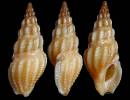 Drillia angolensis