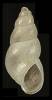 Brachystomia carrozzai