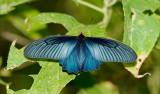 Atrophaneura astorion astorion