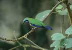 Chloropsis hardwickii - sýkavka oranžovobřichá