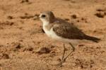 Charadrius leschenaultii - Greater Sand Plover