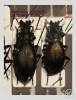 Carabus komarowi