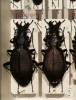 Carabus martviliensis