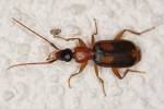 Zuphium olens