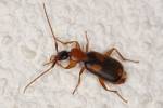 Zuphium olens