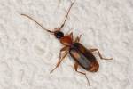 Zuphium olens