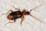 Zuphium olens