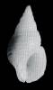 Planaxis suturalis
