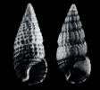 Cerithium zebrum